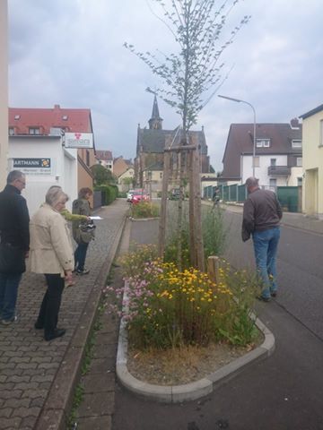 Begehung Straßenbäume