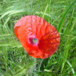 mohn